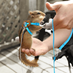 OFFCOLLAR™ Adjustable Nylon Pet Harness For Hamster Ferret, Rat, Mouse, Bunny with Leash